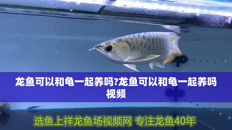 龍魚可以和龜一起養嗎?龍魚可以和龜一起養嗎視頻