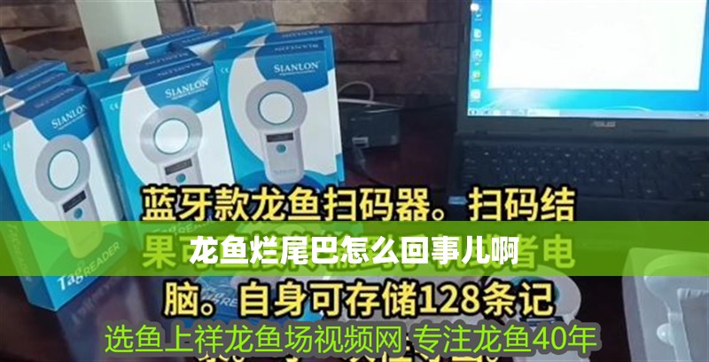 龍魚爛尾巴怎么回事兒啊