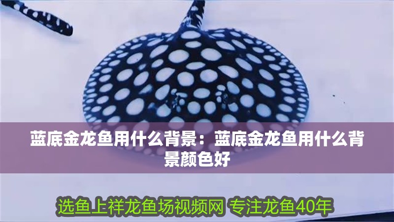 藍底金龍魚用什么背景：藍底金龍魚用什么背景顏色好