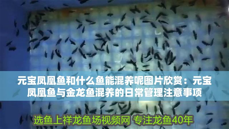 元寶鳳凰魚和什么魚能混養(yǎng)呢圖片欣賞：元寶鳳凰魚與金龍魚混養(yǎng)的日常管理注意事項(xiàng)