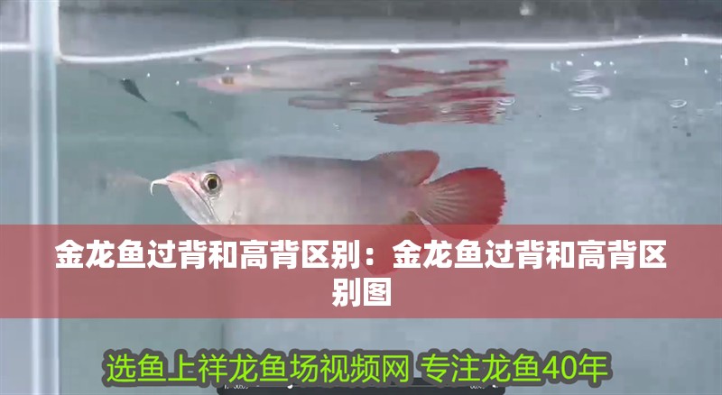 金龍魚過背和高背區別：金龍魚過背和高背區別圖