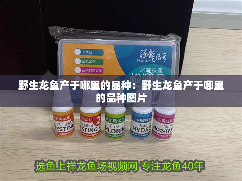 野生龍魚產(chǎn)于哪里的品種：野生龍魚產(chǎn)于哪里的品種圖片