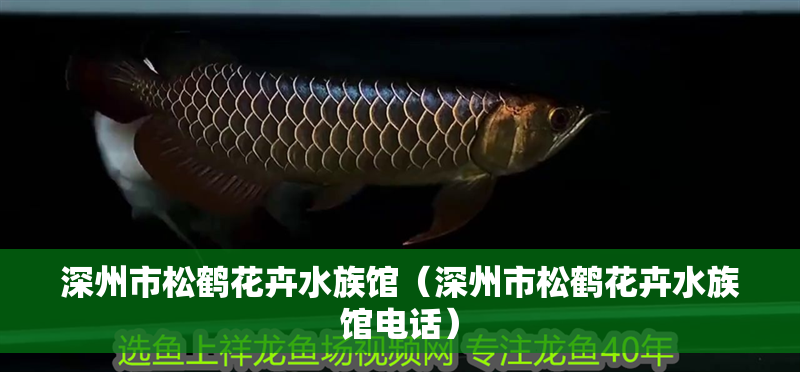 深州市松鶴花卉水族館（深州市松鶴花卉水族館電話） 深州市松鶴花卉水族館（深州市松鶴花卉水族館電話） 全國水族館企業名錄 第2張