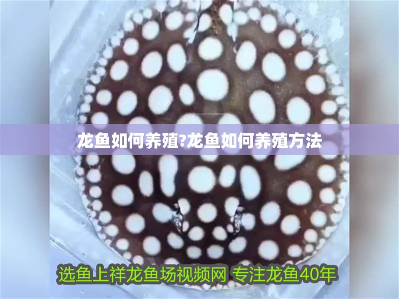 龍魚(yú)如何養(yǎng)殖?龍魚(yú)如何養(yǎng)殖方法