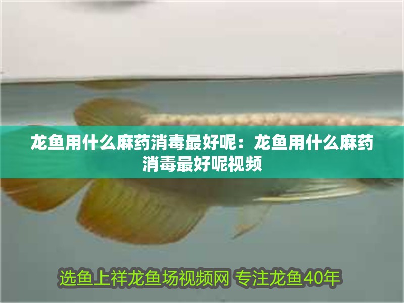 龍魚用什么麻藥消毒最好呢：龍魚用什么麻藥消毒最好呢視頻