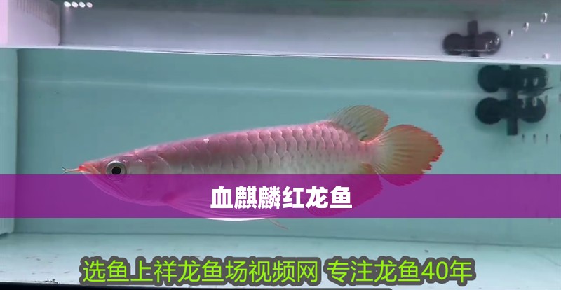 血麒麟紅龍魚