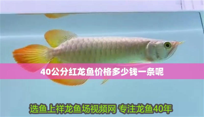 40公分紅龍魚價(jià)格多少錢一條呢