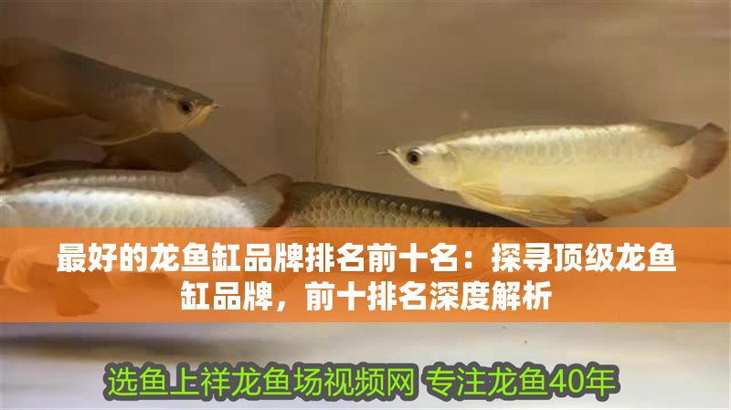 最好的龍魚缸品牌排名前十名：探尋頂級龍魚缸品牌，前十排名深度解析