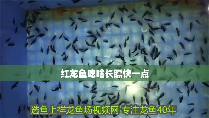 紅龍魚吃啥長膘快一點