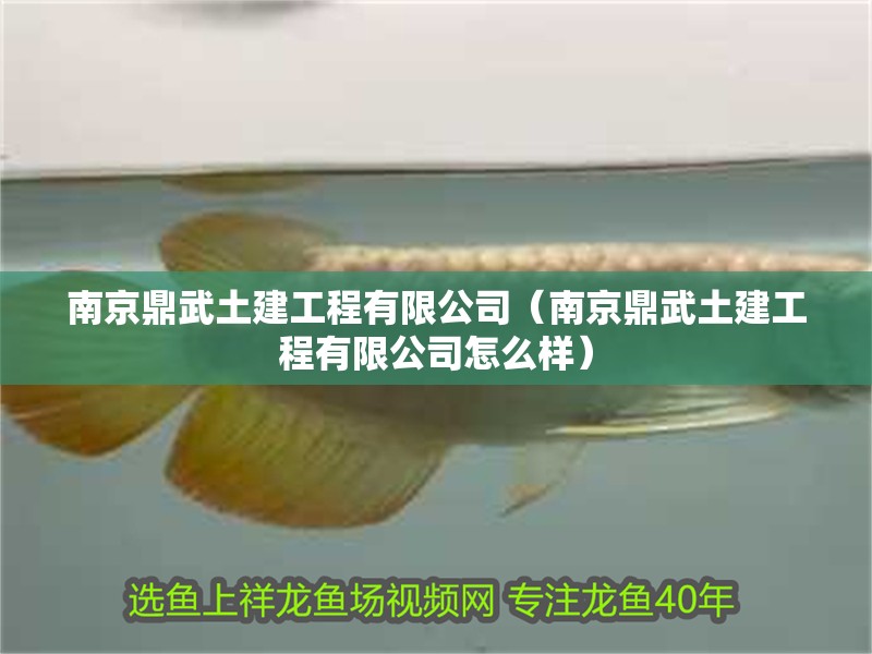 魚缸造景先放沙還是先放水(魚缸造景先鋪沙還是先放石頭) 南京鼎武土建工程有限公司(南京鼎武土建工程有限公司怎么樣) 全國水族館企業(yè)名錄 南京鼎武土建工程有限公司(南京鼎武土建工程有限公司怎么樣) 南京鼎武土建工程有限公司(南京鼎武土建工程有限公司怎么樣) 全國水族館企業(yè)名錄