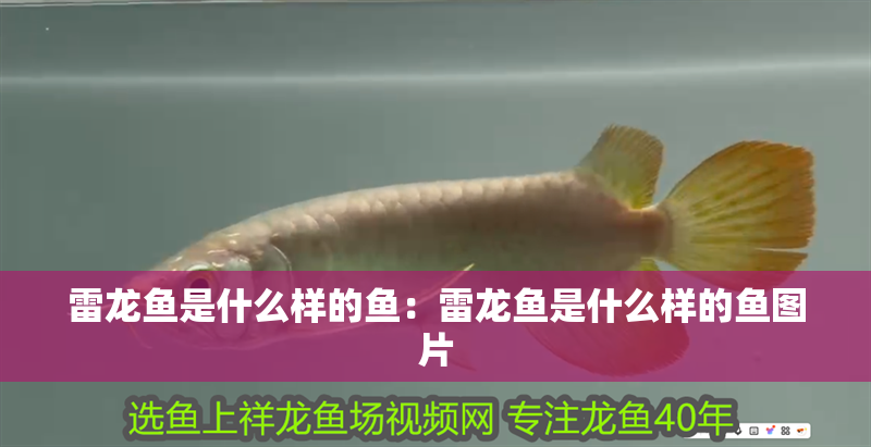 雷龍魚是什么樣的魚：雷龍魚是什么樣的魚圖片
