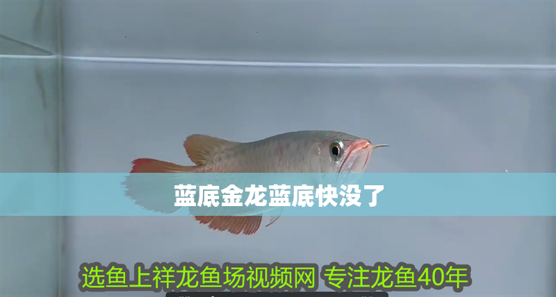 藍底金龍藍底快沒了