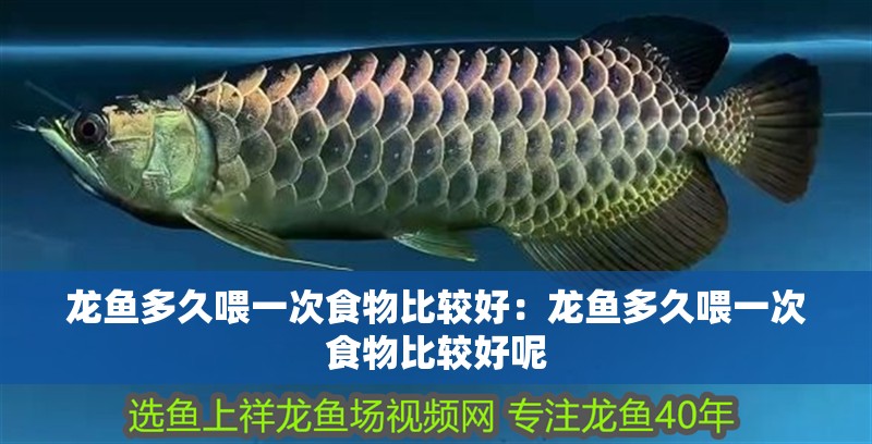 龍魚多久喂一次食物比較好：龍魚多久喂一次食物比較好呢