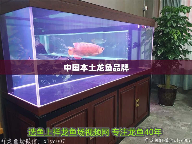 中國本土龍魚品牌