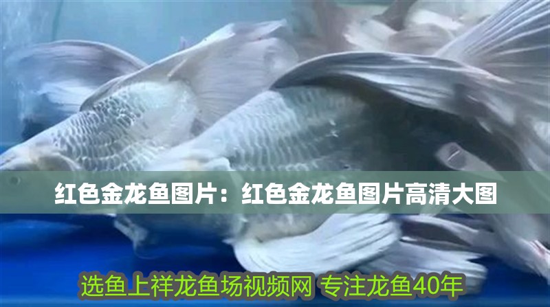 紅色金龍魚圖片：紅色金龍魚圖片高清大圖