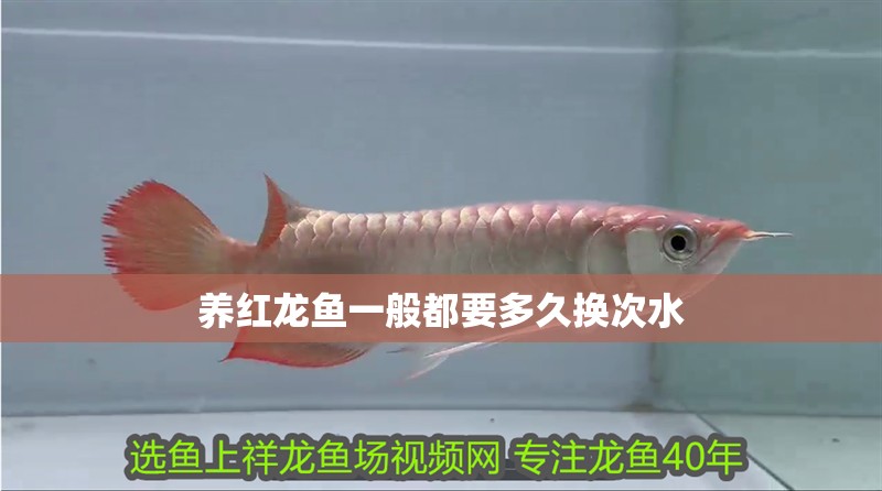 龍魚干蝦有營養嗎 養紅龍魚一般都要多久換次水 觀賞魚百科 養紅龍魚一般都要多久換次水 養紅龍魚一般都要多久換次水 觀賞魚百科