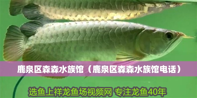 鹿泉區森森水族館（鹿泉區森森水族館電話）