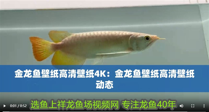 金龍魚(yú)壁紙高清壁紙4K：金龍魚(yú)壁紙高清壁紙動(dòng)態(tài)