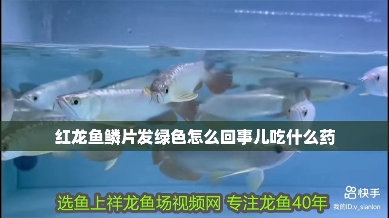 紅龍魚鱗片發綠色怎么回事兒吃什么藥 紅龍魚鱗片發綠色怎么回事兒吃什么藥 龍魚百科 第3張