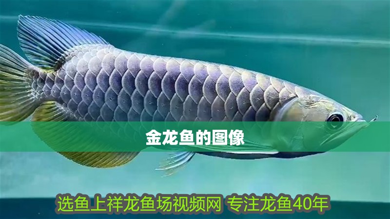 金龍魚的圖像 金龍魚的圖像 龍魚百科 第2張