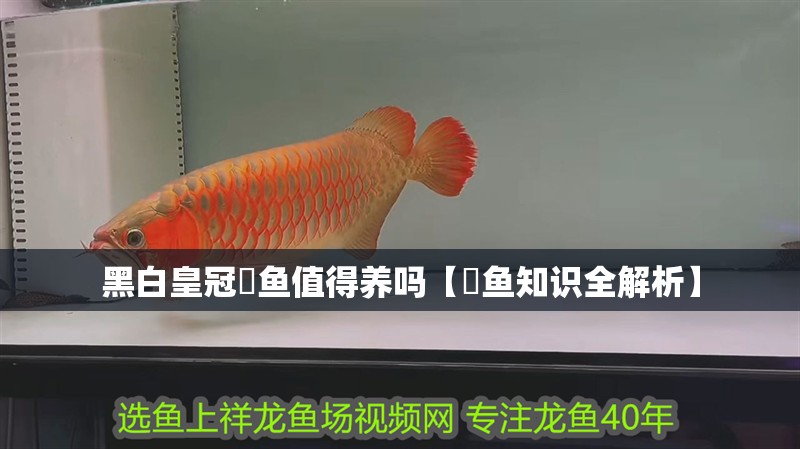 黑白皇冠魟魚值得養嗎【魟魚知識全解析】