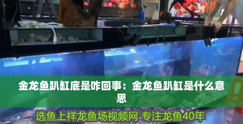 金龍魚趴缸底是咋回事：金龍魚趴缸是什么意思