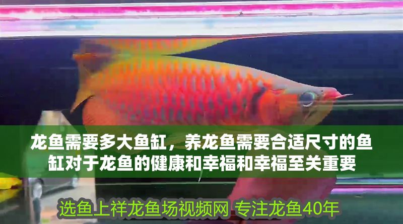 龍魚需要多大魚缸，養龍魚需要合適尺寸的魚缸對于龍魚的健康和幸福和幸福至關重要