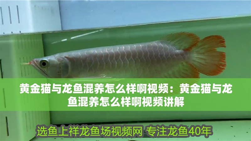 黃金貓與龍魚混養怎么樣啊視頻：黃金貓與龍魚混養怎么樣啊視頻講解