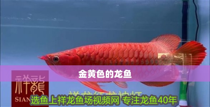 金黃色的龍魚