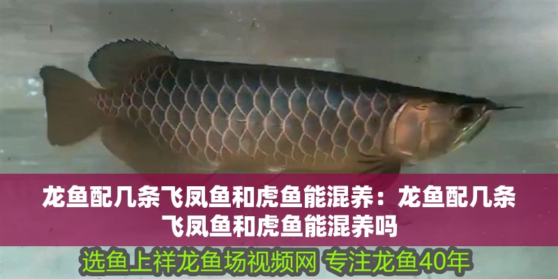 龍魚配幾條飛鳳魚和虎魚能混養：龍魚配幾條飛鳳魚和虎魚能混養嗎