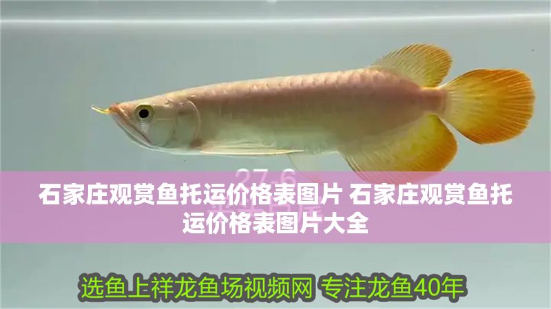 石家莊觀賞魚托運價格表圖片 石家莊觀賞魚托運價格表圖片大全
