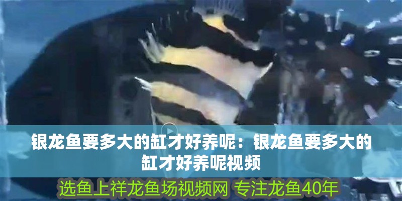 銀龍魚要多大的缸才好養呢：銀龍魚要多大的缸才好養呢視頻 銀龍魚要多大的缸才好養呢：銀龍魚要多大的缸才好養呢視頻 水族問答