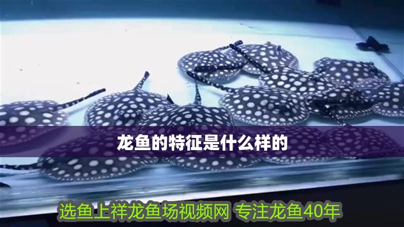 龍魚的特征是什么樣的