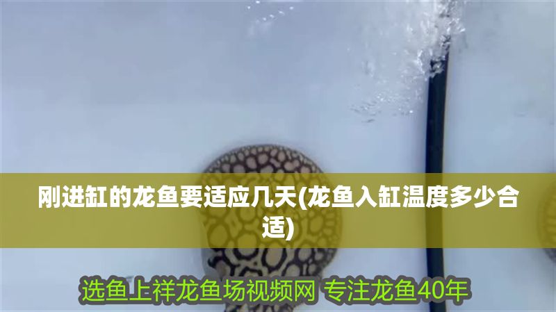 剛進缸的龍魚要適應幾天(龍魚入缸溫度多少合適)