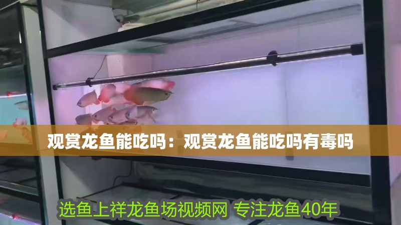 觀賞龍魚能吃嗎：觀賞龍魚能吃嗎有毒嗎
