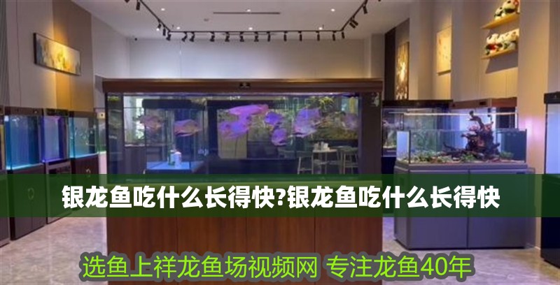 銀龍魚吃什么長得快?銀龍魚吃什么長得快