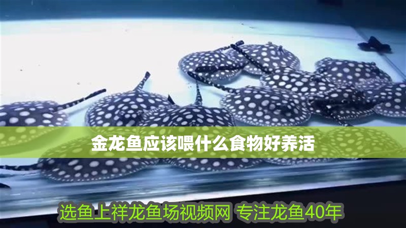 金龍魚應該喂什么食物好養活