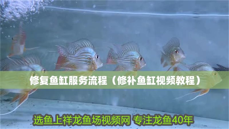 修復魚缸服務流程(修補魚缸視頻教程) 豬鼻龜百科 第1張 修復魚缸服務流程(修補魚缸視頻教程) 修復魚缸服務流程(修補魚缸視頻教程) 豬鼻龜百科 第1張