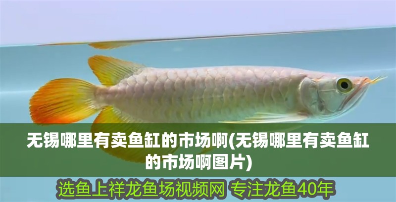 無錫哪里有賣魚缸的市場啊(無錫哪里有賣魚缸的市場啊圖片)