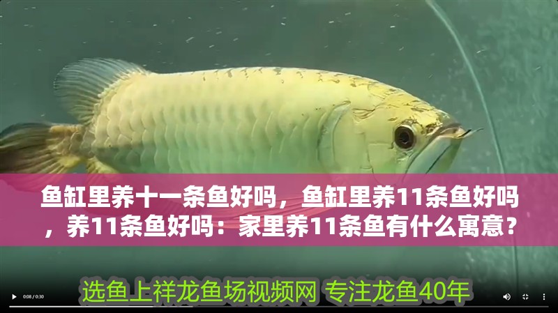 魚缸里養十一條魚好嗎，魚缸里養11條魚好嗎，養11條魚好嗎：家里養11條魚有什么寓意？ 魚缸里養十一條魚好嗎，魚缸里養11條魚好嗎，養11條魚好嗎：家里養11條魚有什么寓意？ 魚缸百科