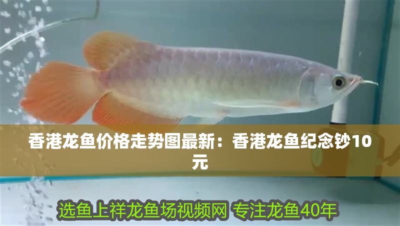 香港龍魚價格走勢圖最新：香港龍魚紀(jì)念鈔10元