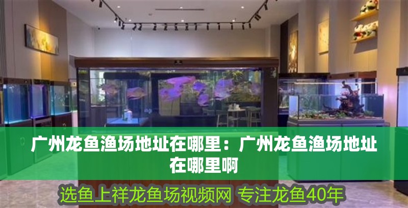 廣州龍魚漁場地址在哪里：廣州龍魚漁場地址在哪里啊