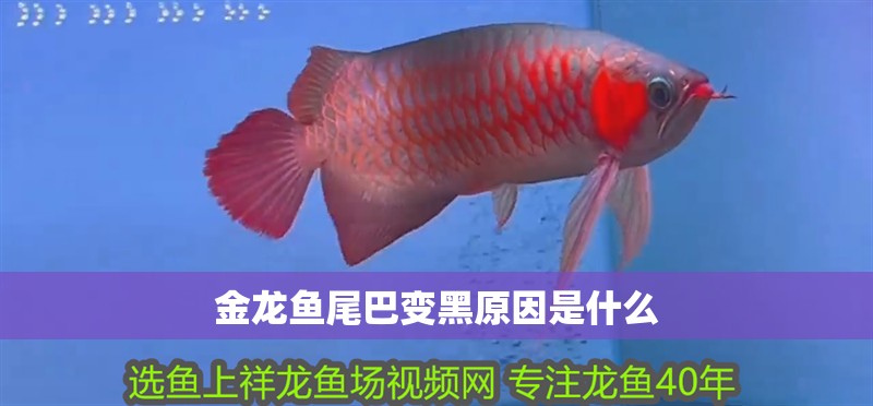 金龍魚尾巴變黑原因是什么