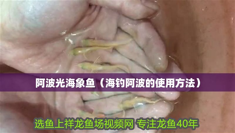 阿波光海象魚（海釣阿波的使用方法） 阿波光海象魚（海釣阿波的使用方法） 金龍魚百科 第1張