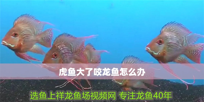 虎魚大了咬龍魚怎么辦