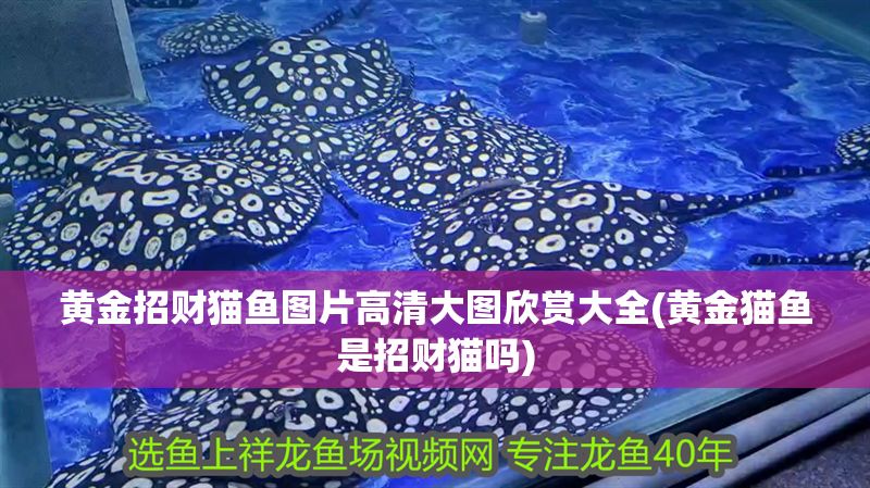 黃金招財貓魚圖片高清大圖欣賞大全(黃金貓魚是招財貓嗎) 黃金貓魚百科 第1張 黃金招財貓魚圖片高清大圖欣賞大全(黃金貓魚是招財貓嗎) 黃金招財貓魚圖片高清大圖欣賞大全(黃金貓魚是招財貓嗎) 黃金貓魚百科 第1張