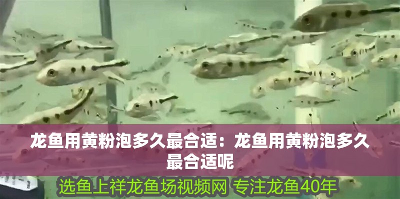 龍魚用黃粉泡多久最合適：龍魚用黃粉泡多久最合適呢