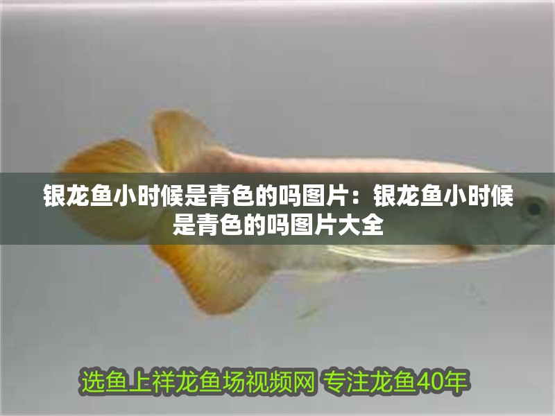 銀龍魚小時候是青色的嗎圖片：銀龍魚小時候是青色的嗎圖片大全