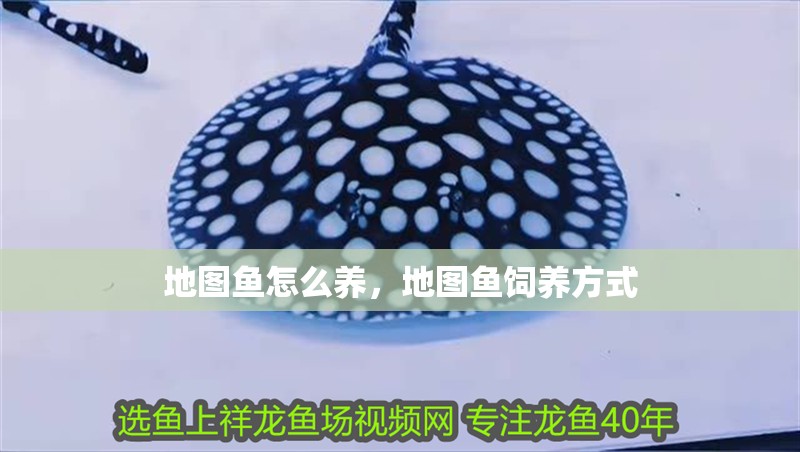 我的虎魚真菌感染了要怎么處理 地圖魚怎么養(yǎng),地圖魚飼養(yǎng)方式 觀賞魚百科 地圖魚怎么養(yǎng),地圖魚飼養(yǎng)方式 地圖魚怎么養(yǎng),地圖魚飼養(yǎng)方式 觀賞魚百科