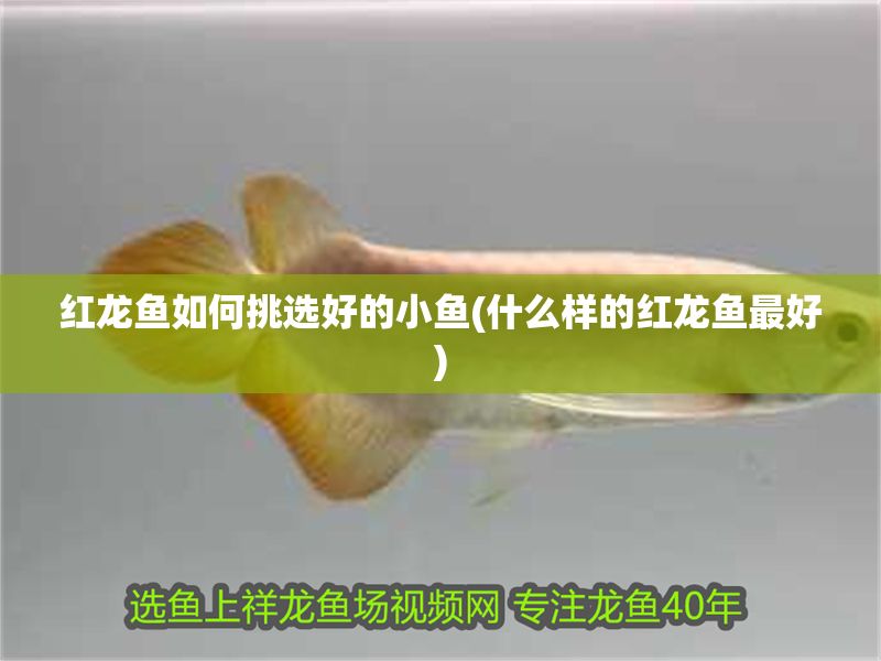 紅龍魚如何挑選好的小魚(什么樣的紅龍魚最好)